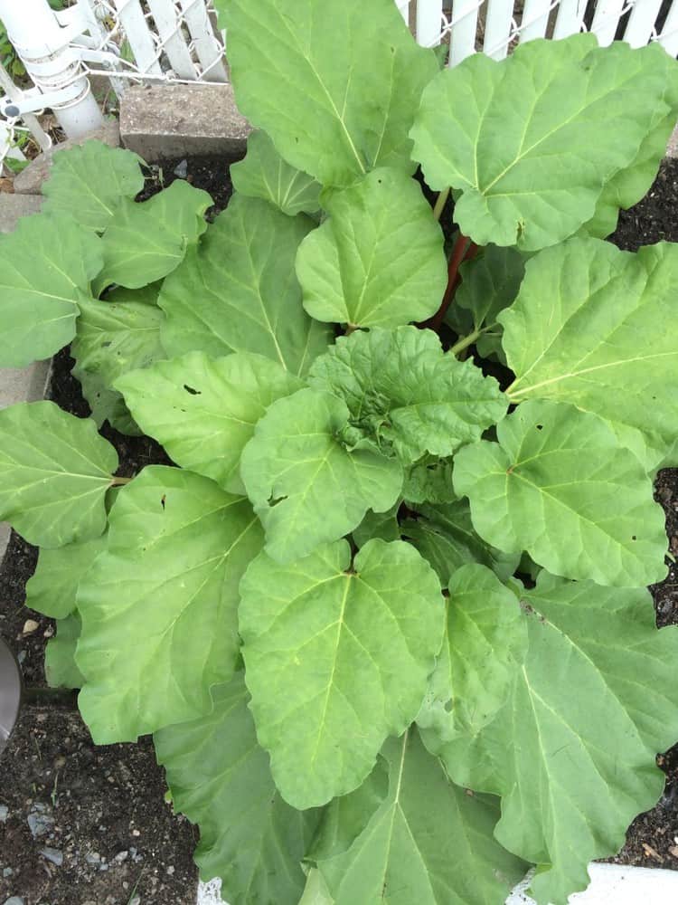 rhubarb plant