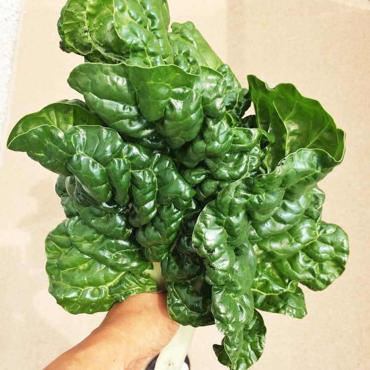 bunch of swiss chard held as a bouquet