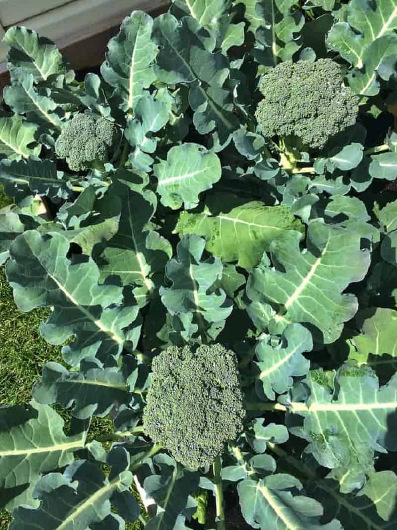Broccoli plant in garden.