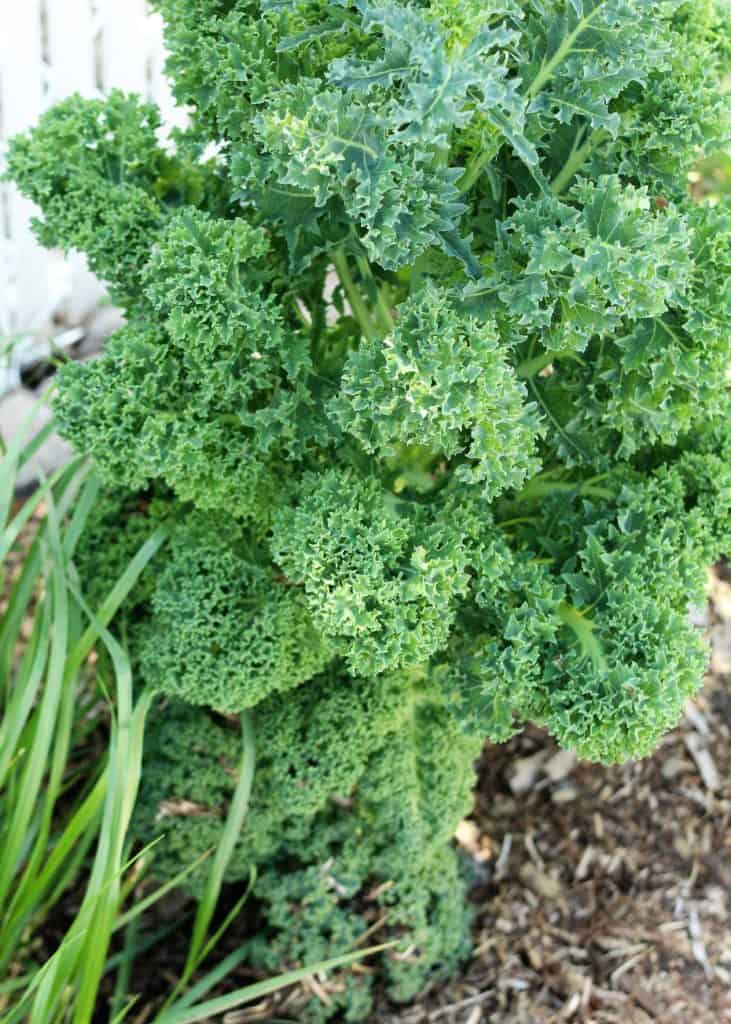 kale plant