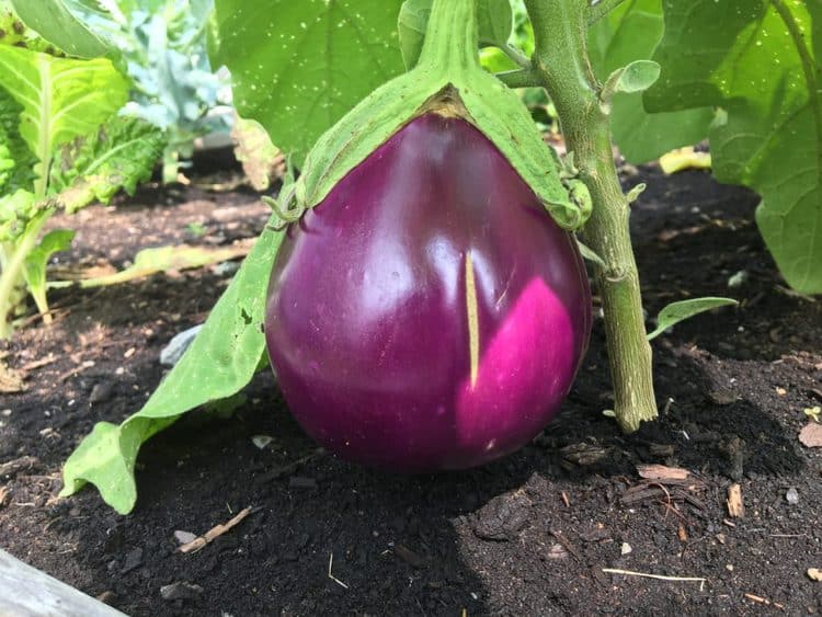 eggplant on plant in garden