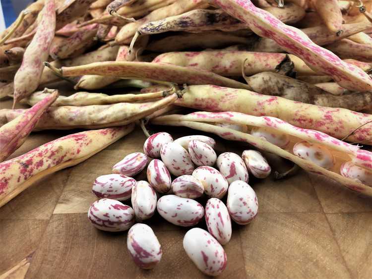 pile of shelled romano beans