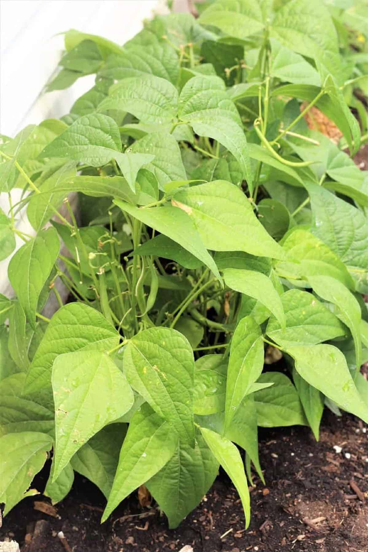 Italian Green Bean Salad Bush bean plants for Italian green bean salad.