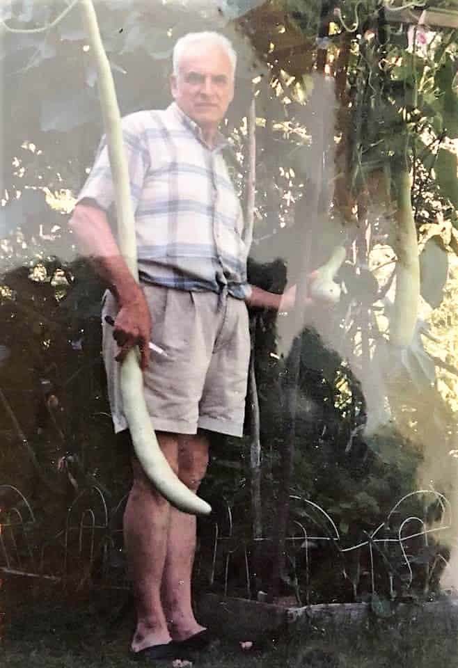 dad in vegetable garden with cucuzza squash