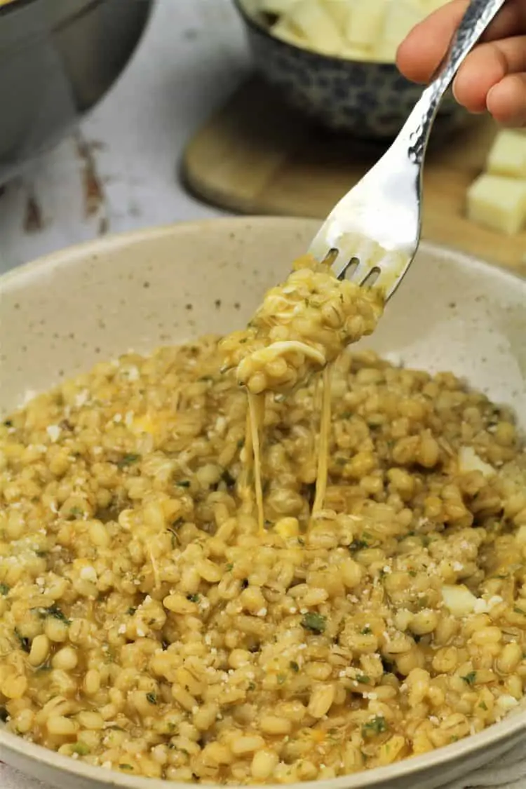 forkful with stringy mozzarella cheese of barley risotto with pesto