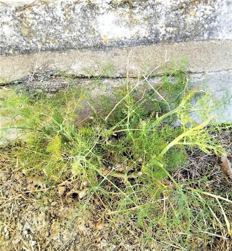 Wild fennel growing in dirt alongside stone wall.