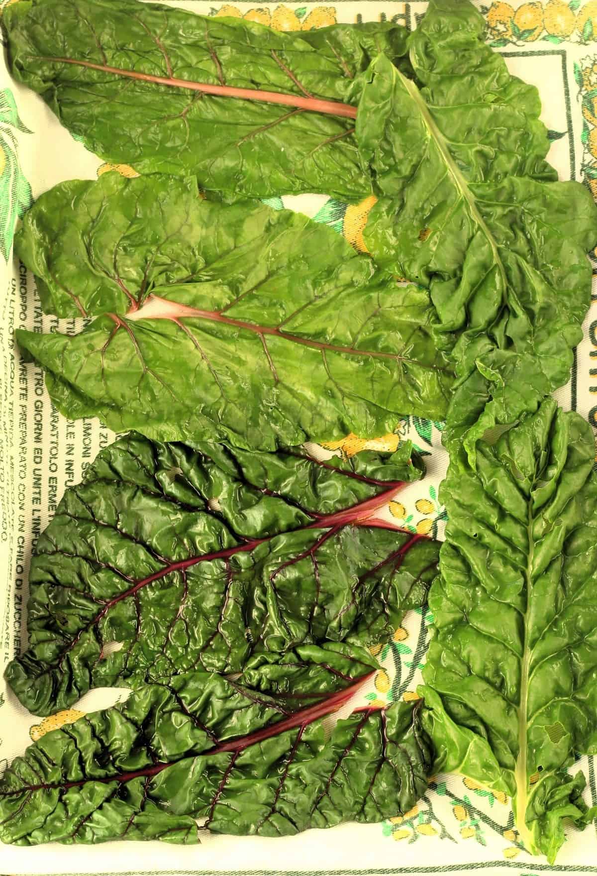 Blanched swiss chard leaves for rolls on dish towel.