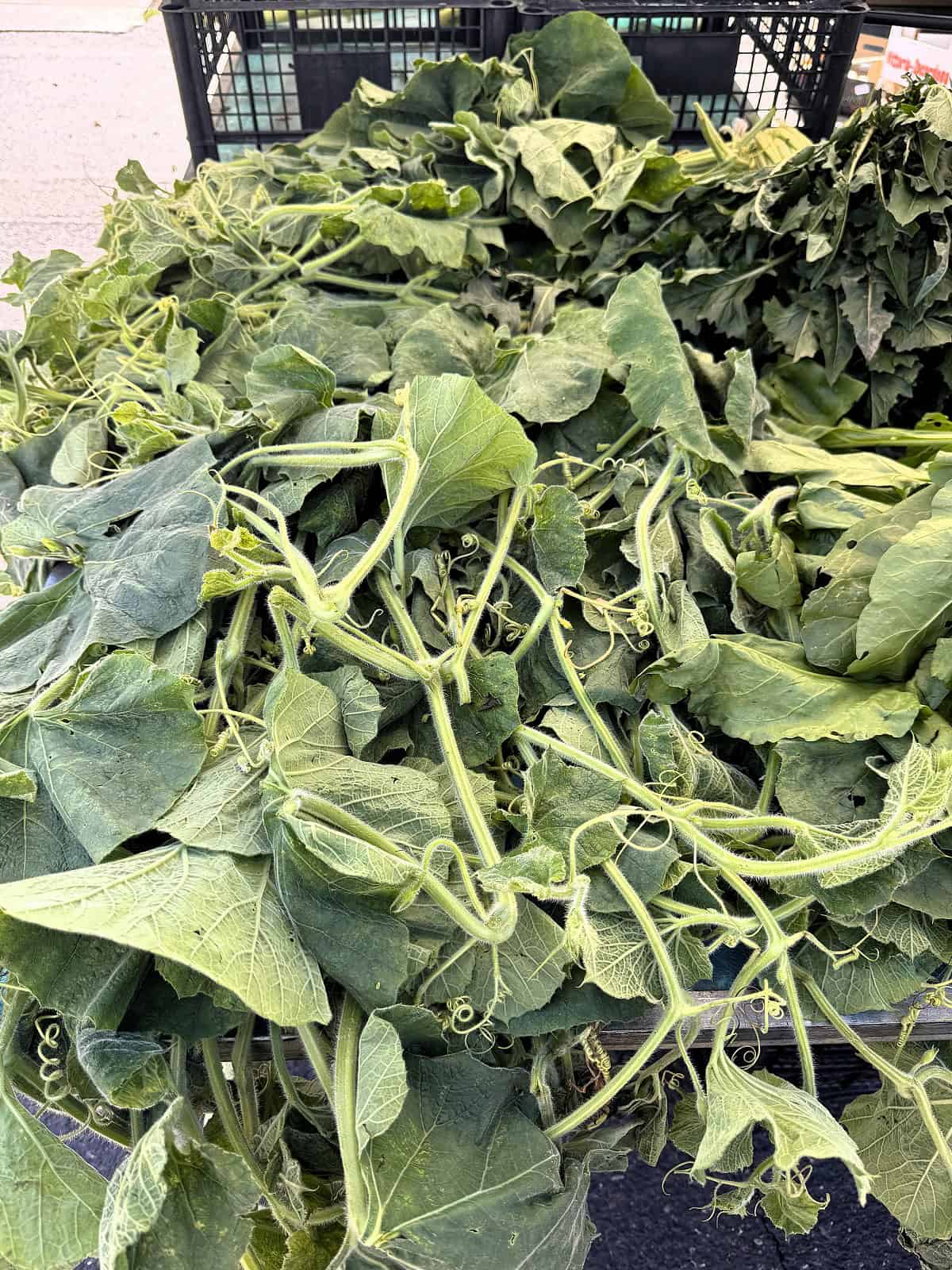 Bunches of tenerumi on display at market.