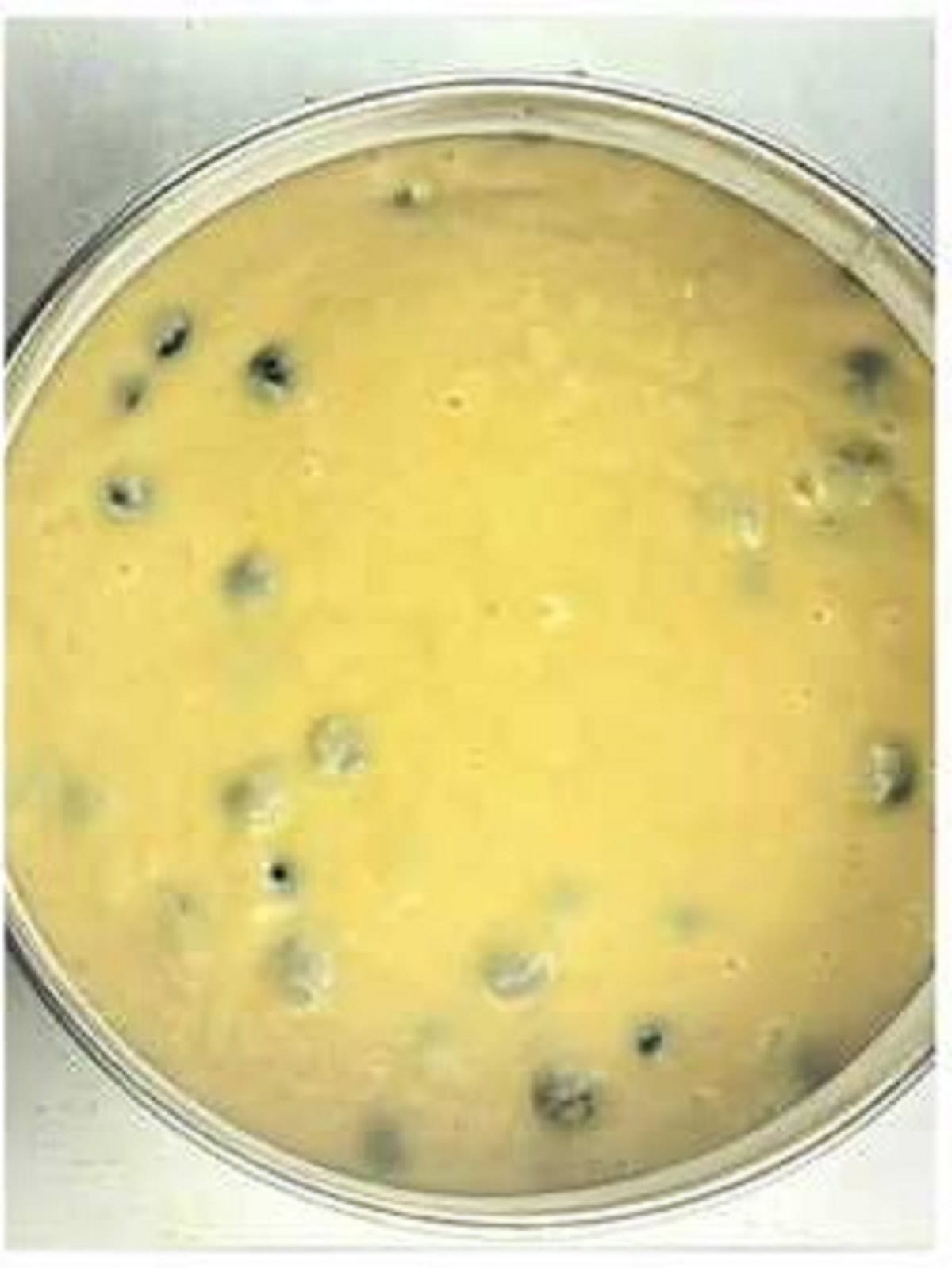 Lemon olive oil cake batter with blueberries in spring form pan.