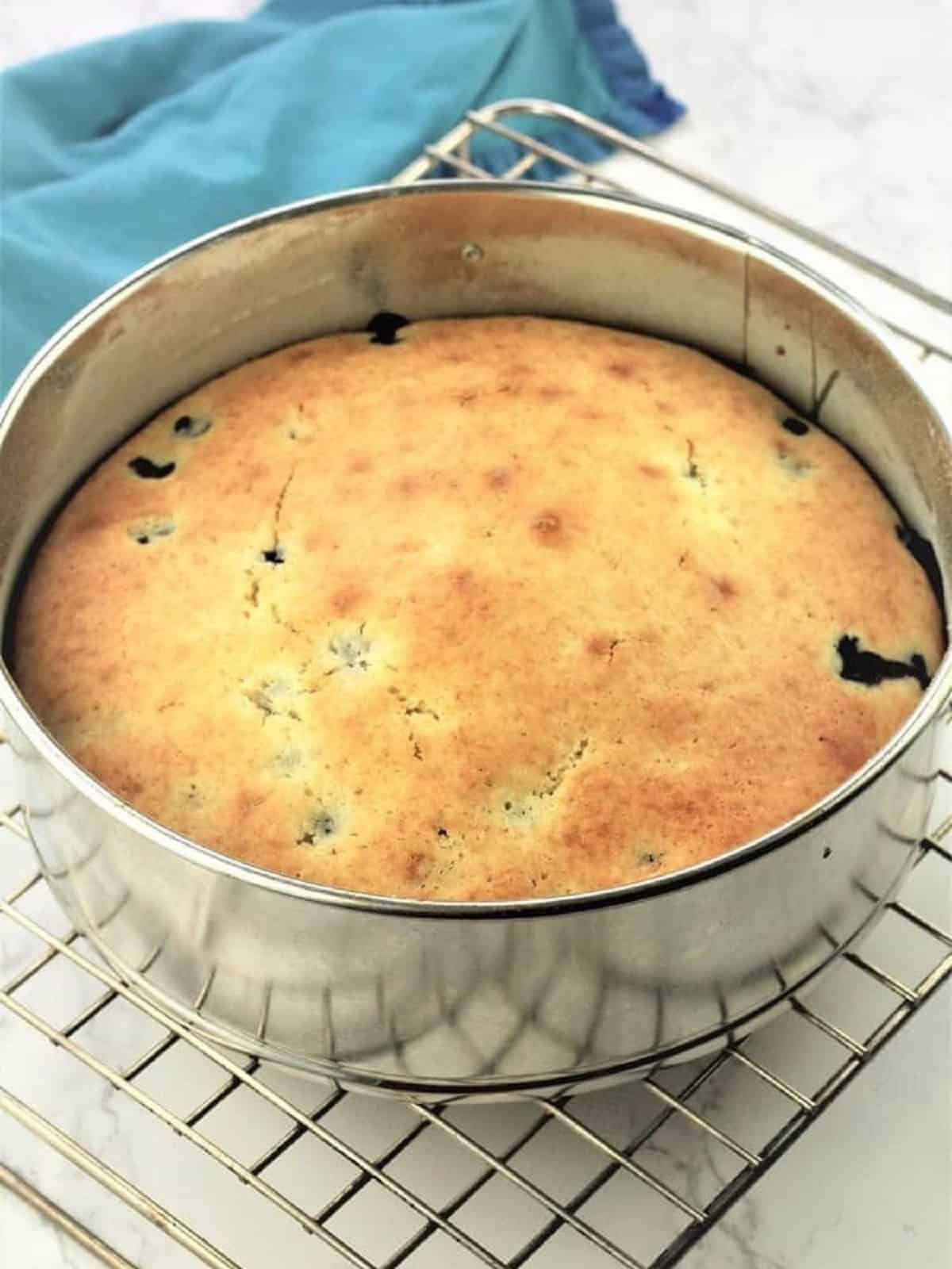 Blueberry olive oil cake baked in spring form pan on wire rack.