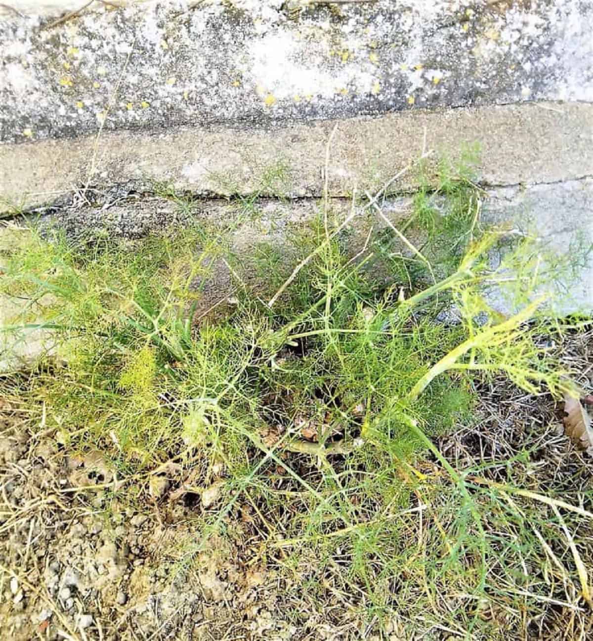 Wild fennel in Sicily growing in the crack of a wall.