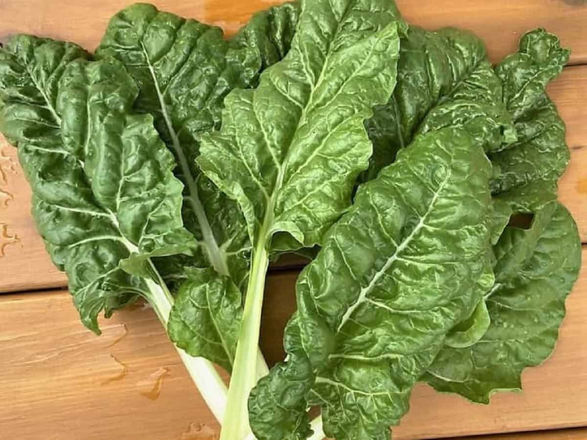 Bunch of swiss chard leaves on table.