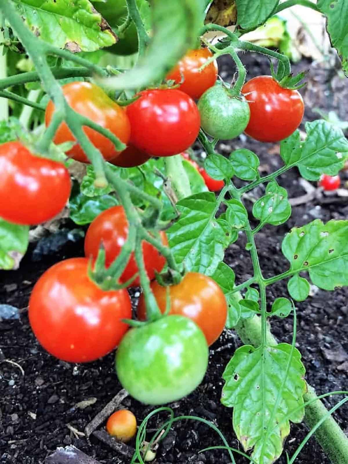 Cherry tomatoes on plant in garden.