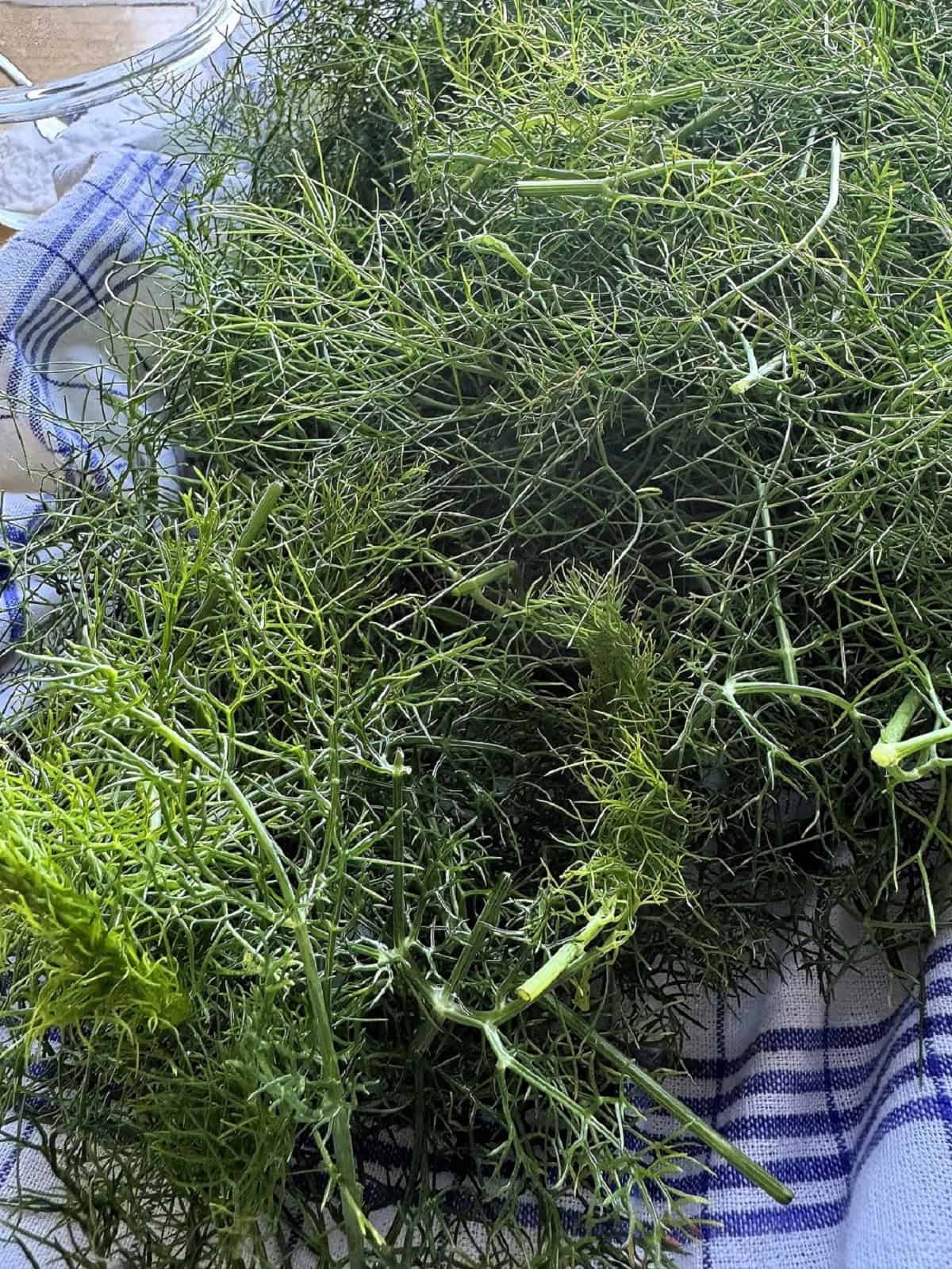 Pile of Sicilian wild fennel.